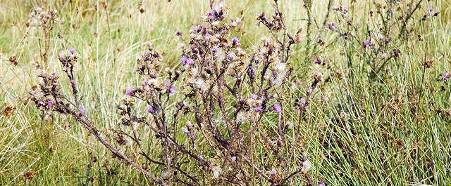Durch die Natur